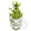 /1/5/15-20cm-lucky-bamboo-with-buddha-ceramic-dracaena-house-plant-15cm-pot-711841_1.jpg