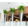 /1/5/15503_a_sdr30_3_anth_chrysalidocarpus_lutescens_1.jpg