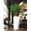 /1/5/15540_a_sdr40_w_cycas_rumphii_1.jpg
