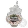 Succulents in a glass jar