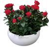 Double red rose plant