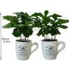 /a/f/af217_300517_coffee_plants-in-cup-to-athens-.jpg
