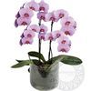 /a/f/af800583-phalaenopsis-orchid-lilac-plant_b-logo.jpg