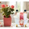 Ultimate Indulgence with rose scent and mini orchid plant 