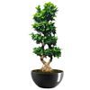 Bonsai Ficus Ginseng