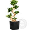 /b/o/bonsai-big-lechusa-cube.jpg