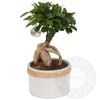 /b/o/bonsai-ficus-ginseng-in-concrete-pot-with-rope.png