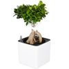/b/o/bonsai-ficus-ginsengaf666145.png