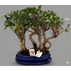 bonsai-fikos-gin-gens