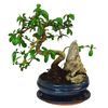 /b/o/bonsai-mini-tree.jpg