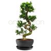 /b/o/bonsai-piatela-big_1.png