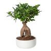 /b/o/bonsai-white-m.jpg