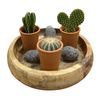 /c/a/cactus-plants-removebg-preview.png