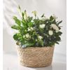 Chic-Whites-Planter-delivery-UK-anthemionflowers