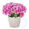 Pink chrysanthemum plant