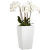 /c/u/cubico-color-30-white-orchidees.jpg
