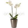 /d/e/deltini-taupe-white-orchid.jpg