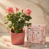 Body care gift set and pink rose tree