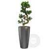 Graceful bonsai in a self watering pot