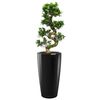 /f/i/ficus-bonsai-30-rondo.png
