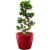 /f/i/ficus-bonsai-lechuza.png