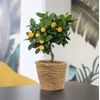 plant-to-france-delivery