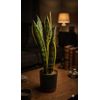 Buy Sansevieria