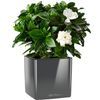 /g/a/gardenia-lechuza-cube-gri-glossy-af300209.jpg