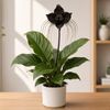 Tacca chantrieri μαύρο λουλούδι-νυχτερίδα, ένα εντυπωσιακό τροπικό σπάνιο φυτό