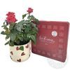 Red rose plant and love chocolates