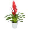 /i/n/in-at-999101-bromelia-austria.jpg