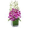 /i/n/in-au-999285-violet-orchid.jpg