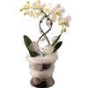 /i/n/in-be-999300_elegant-orchid-incl-belgium-2.jpg