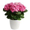 /i/n/in-be-999302-pink-hydrangea-belgium_1.jpg