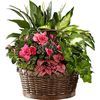 /i/n/in-ca-999303_dream-in-pink-planter-inca-999303.jpg