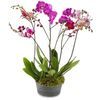 /i/n/in-dk-999105_purple-orchid-denmark.jpg