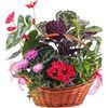 /i/n/in-es-999302_order-plants-online-spain-toledo.jpg