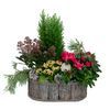 /i/n/in-fi-999108-christmas-planting-delivery-finland.jpg