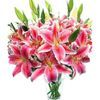 /i/n/in-fr-999146-pink_lilies.jpg