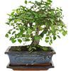 /i/n/in-fr-999301_bonsai-mini_58.jpg