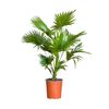 /i/n/in-fr-999322-palm-plant-livistona-quality-top-france.png