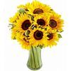 /i/n/in-ie-999100-ireland-sunflowers.jpg