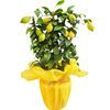 /i/n/in-it-999308-pianta-limon.jpg