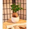 /i/n/in-it-999322-tiramisu-bonsai-gingeng-italy.jpg