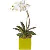 /i/n/in-nz-999300_phalaenopsis-plant-innz-999300.jpg