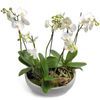 /i/n/in-pl-999301-white-orchid-poland.jpg