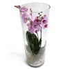 /i/n/in-pl-999302-orchid-vase-purple-poland.jpg