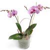 /i/n/in-pl-999303-orchid-sugarsweet-glass-poland.jpg