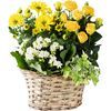 /i/n/in-uk-999204_radiant-yellow-planter-roses.jpg