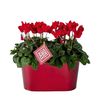 /i/n/in-uk-999323-cyclamen-tin-christmas-delivery-uk.png